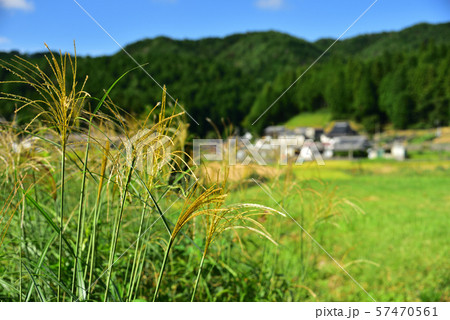 大阪府豊能町　ススキの風景 57470561
