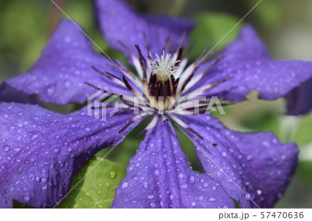 Clematis with rain drops. The colors of spring 57470636