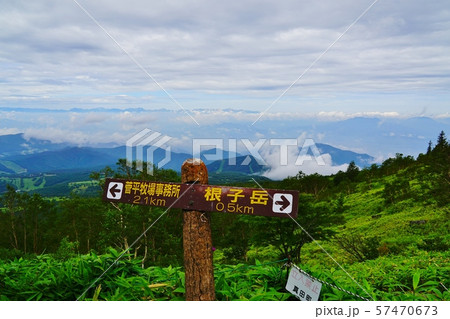 菅平牧場から根子岳への登山道 57470673