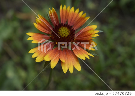 Gaillardia flower with red and yellow petals on Gaillardia flower with red and yellow petals on 57470729