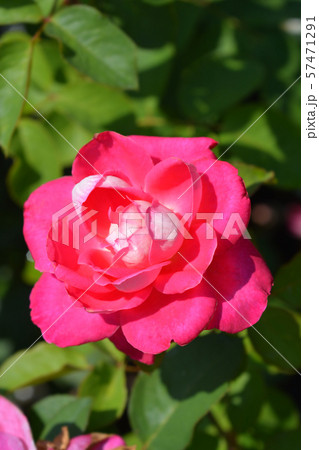 Rose Acapella 57471291