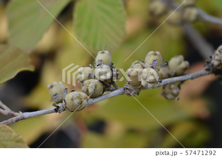 Witch Hazel Diane 57471292