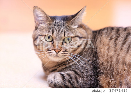 飼いネコ 飼いネコ 57471415