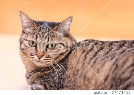 飼いネコ 57471416