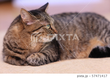 飼いネコ 飼いネコ 57471417