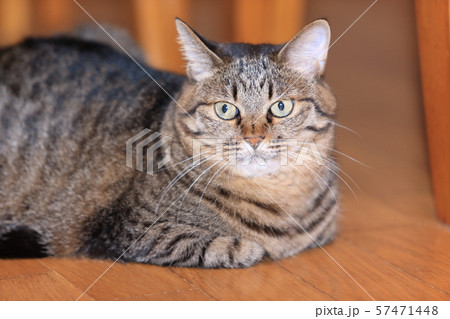 飼いネコ 57471448