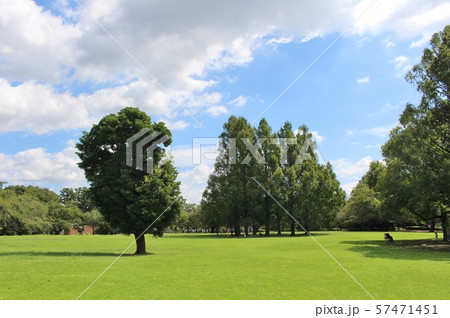 市民の森 57471451