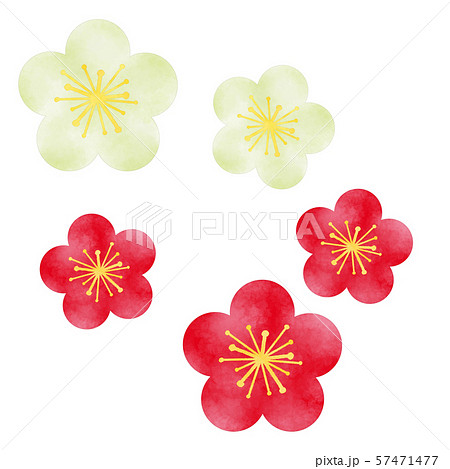 梅の花 赤 白 紅白のイラスト素材 57471477 Pixta