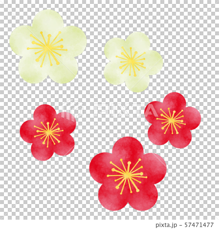 梅の花　赤　白　紅白 57471477