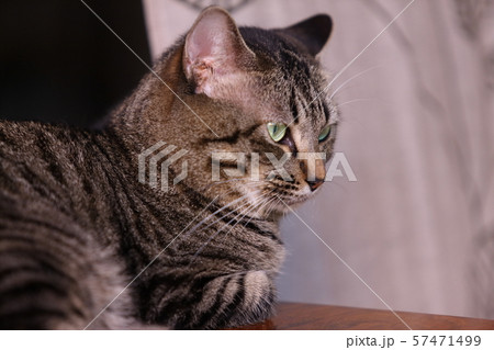 飼いネコ 飼いネコ 57471499