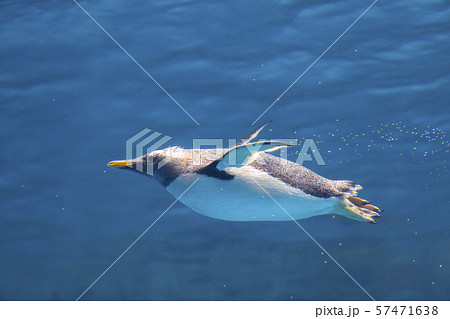 水中を行くジェンツーペンギン 57471638