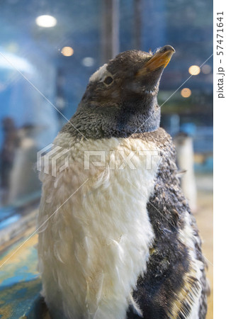 換羽中のジェンツーペンギン 57471641
