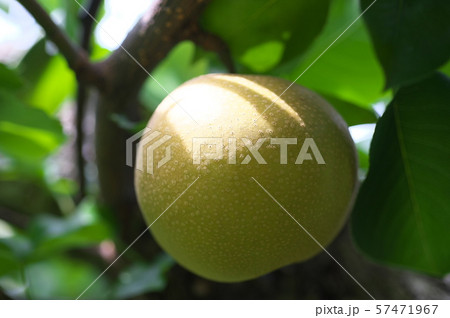 梨　多摩川梨　豊水 57471967