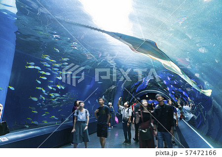 【東京都】アクアパーク品川 ワンダーチューブ 【東京都】アクアパーク品川 ワンダーチューブ 57472166