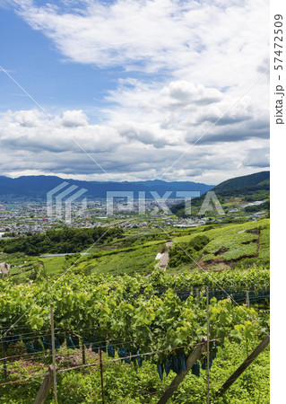 山梨県 ぶどう畑の風景 山梨県 ぶどう畑の風景 57472509