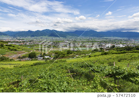 山梨県　ぶどう畑の風景 57472510