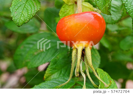 可愛いハマナスの赤い実 可愛いハマナスの赤い実 57472704