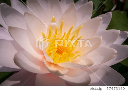 夏の花 夏の花 57473140