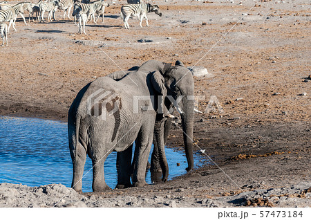Two Male Elephants Fighting each other Two Male Elephants Fighting each other 57473184