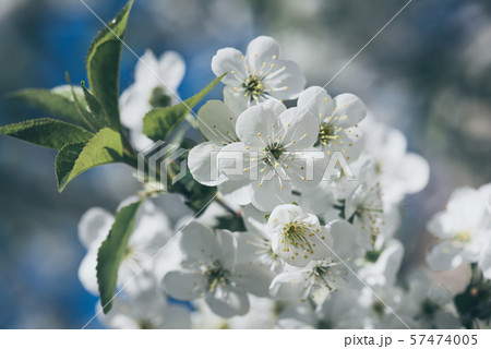 Cherry flowers frame 57474005