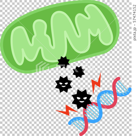 ミトコンドリアから発生し遺伝子を傷付ける活性酸素 ミトコンドリアから発生し遺伝子を傷付ける活性酸素 57474152