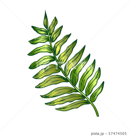 Areca Palm Tropical Exotic Leaf Color Hand Drawn Vector Areca Palm Tropical Exotic Leaf Color Hand Drawn Vector 57474505