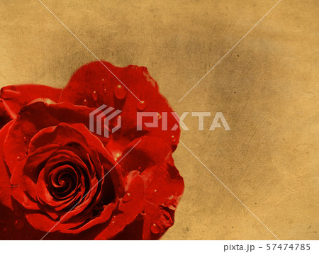 Grunge Background With Rose Grunge Background With Rose 57474785