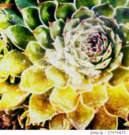 Abstract Succulent Illustration Abstract Succulent Illustration 57474875