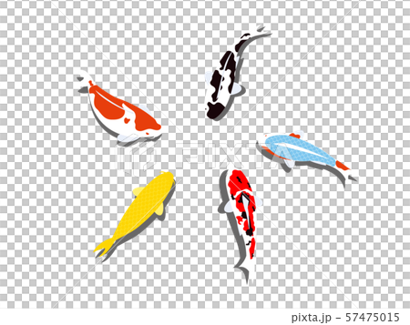 綺麗な錦鯉のイラスト 57475015