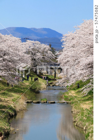 藤田川ふれあい桜(福島県・郡山市) 藤田川ふれあい桜(福島県・郡山市) 57475082