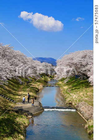 藤田川ふれあい桜（福島県・郡山市） 57475083