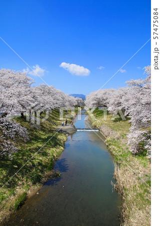 藤田川ふれあい桜(福島県・郡山市) 藤田川ふれあい桜(福島県・郡山市) 57475084