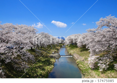 藤田川ふれあい桜(福島県・郡山市) 藤田川ふれあい桜(福島県・郡山市) 57475085