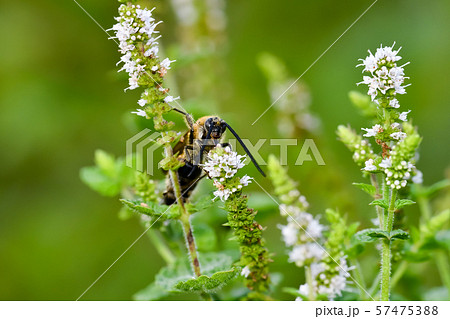 キンケハラナガツチバチ キンケハラナガツチバチ 57475388