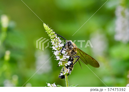 キンケハラナガツチバチ 57475392
