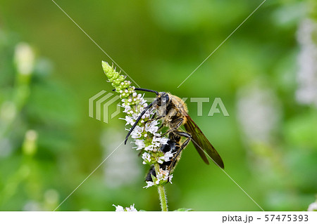 キンケハラナガツチバチ キンケハラナガツチバチ 57475393