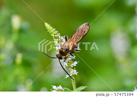 キンケハラナガツチバチ 57475394