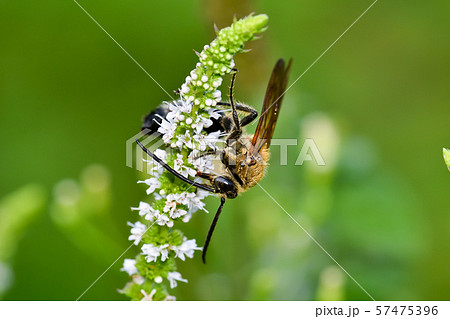 キンケハラナガツチバチ キンケハラナガツチバチ 57475396