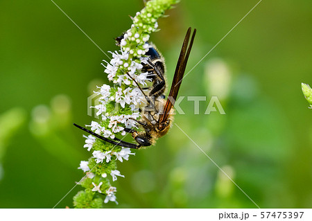 キンケハラナガツチバチ キンケハラナガツチバチ 57475397