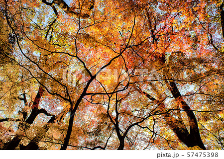 空一面を覆う京都の紅葉 57475398