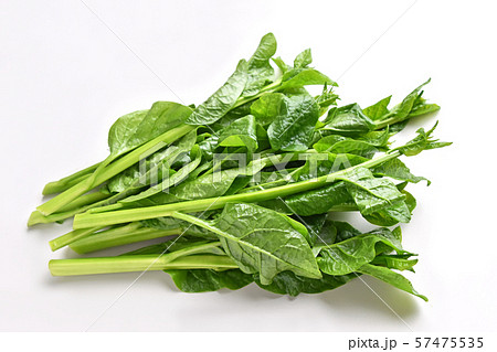 ツルムラサキ 57475535