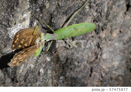 昆虫　カマキリ 57475977