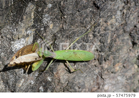 昆虫　カマキリ 57475979