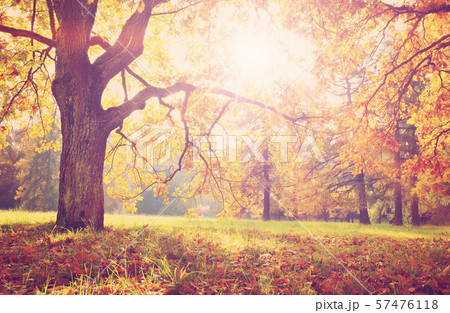 trees in the park in autumn on sunny day 57476118