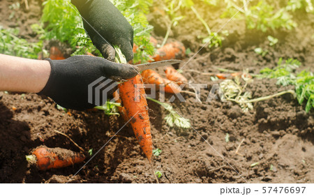 Carrot in the hands of a farmer. Harvesting. 57476697