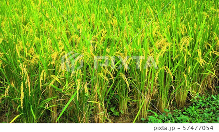 実りの秋 57477054