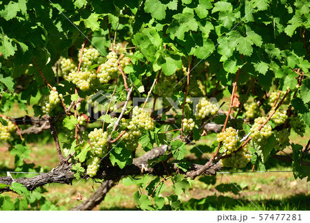 北海道仁木町で実りを迎えたブドウ畑の風景を撮影 57477281