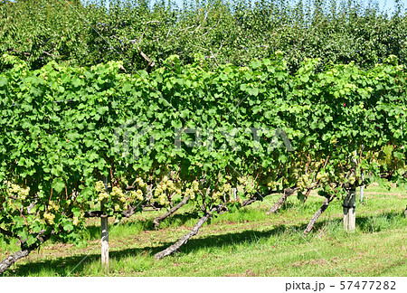 北海道仁木町で実りを迎えたブドウ畑の風景を撮影 57477282