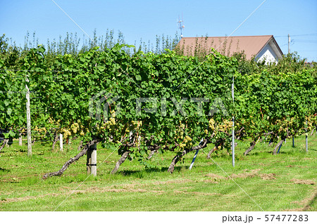 北海道仁木町で実りを迎えたブドウ畑の風景を撮影 57477283