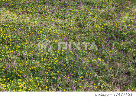 Corydalis solida and Marsh Marigold (Caltha 57477453